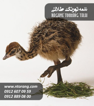 جوجه شتر مرغ 20 روزه